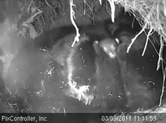 cub_buried_-_20110309_111159