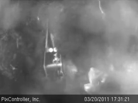 cub_playing_with_Lily_-_20110320_173121