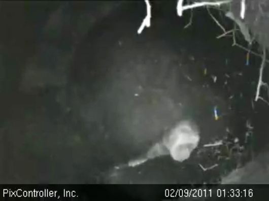 cub_screamer_-_20110209_013316