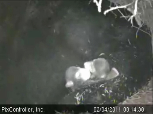 cubs_-_20110204_081438