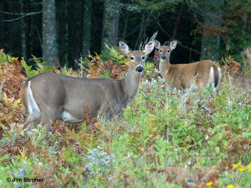 White-tailed deer - Sept 8, 2012
