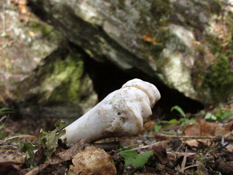 Deer leg bone in the pile of old bedding June dug out of the den - Sept 11, 2012