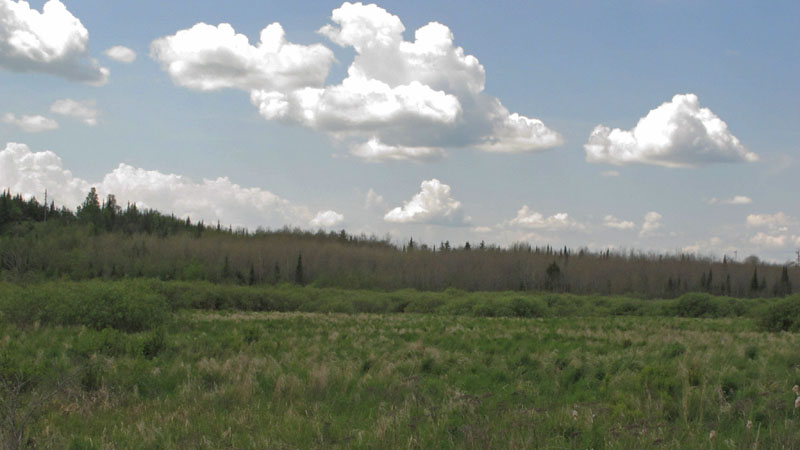 Defoliated aspen forest south of Tower, MN - June 7, 2012