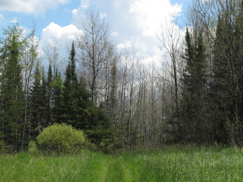 Close-up of defoliation - June 7, 2012