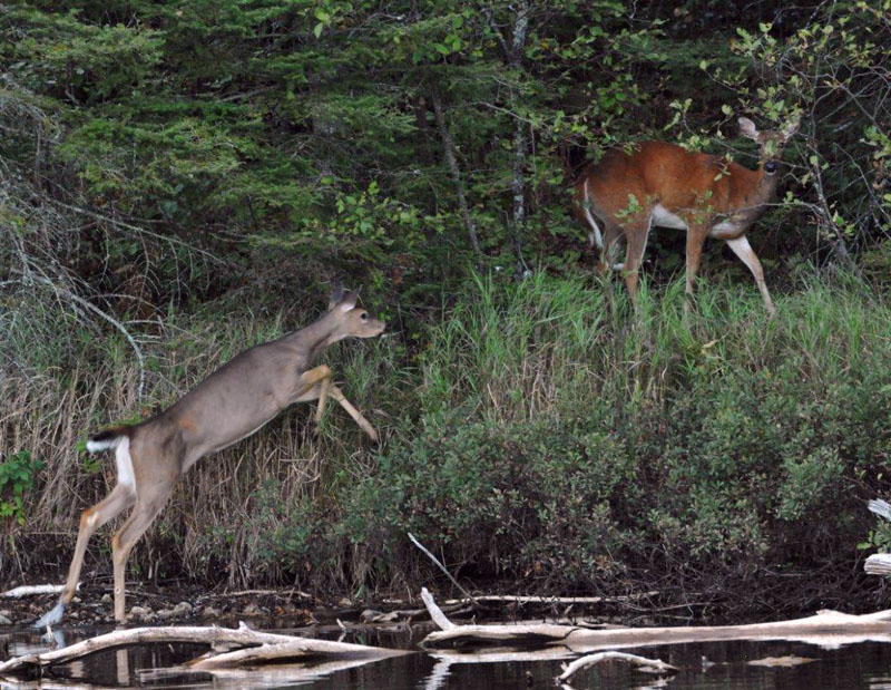 Doe and big fawn on the lake shore - Aug 28, 2012