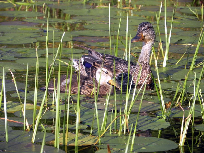 Woods Lake wildlife - Aug 21, 2012