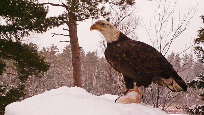 Young Bald Eagle - Feb 24, 2012