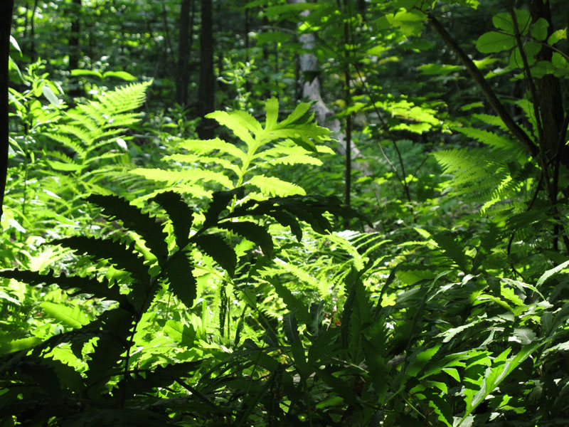 ferns