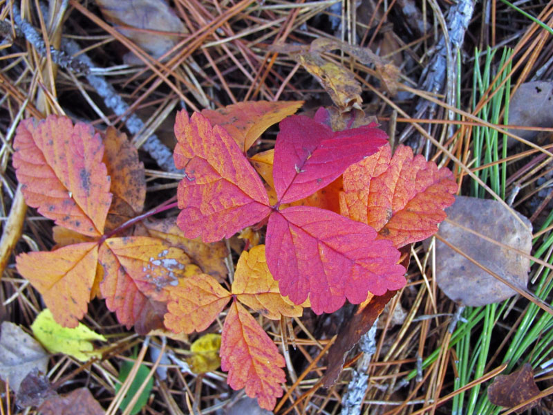 Torest floor - Oct 20, 2012
