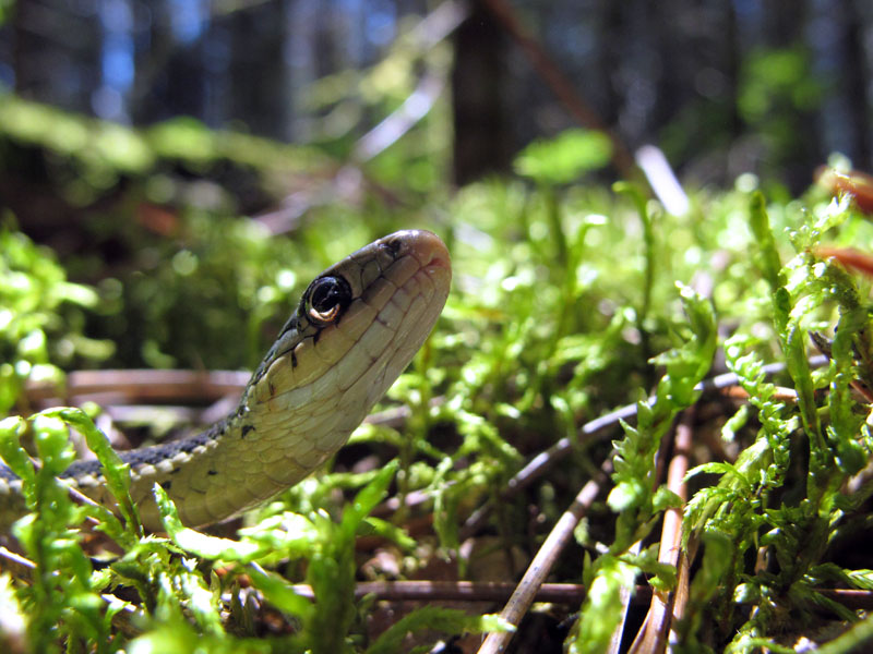 Garter snake - June 22, 2012
