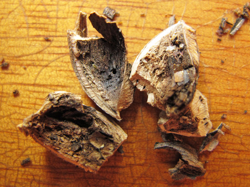 hazelnut_infested_20110806