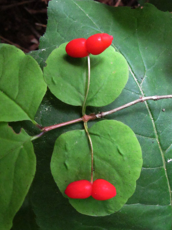 honeysuckle_-_20110704