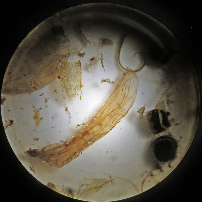 hornet_and_larvae_from_scat_-_20110913