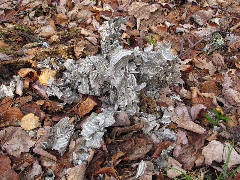 torn apart hornet nest