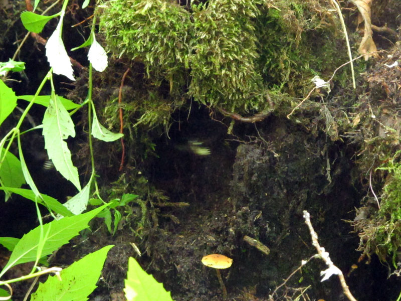 Hornet entering dug out nest - Aug 13, 2012