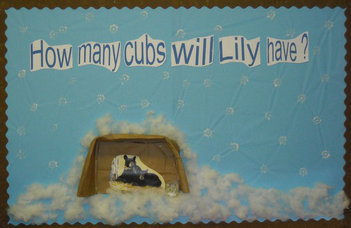 how_many_cubs