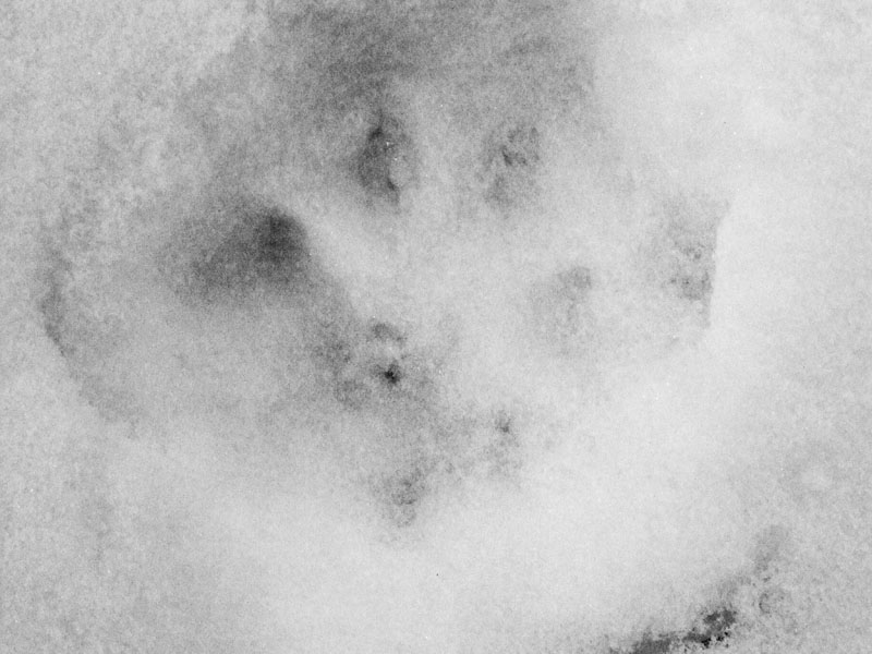 Lynx track - March 5, 2012