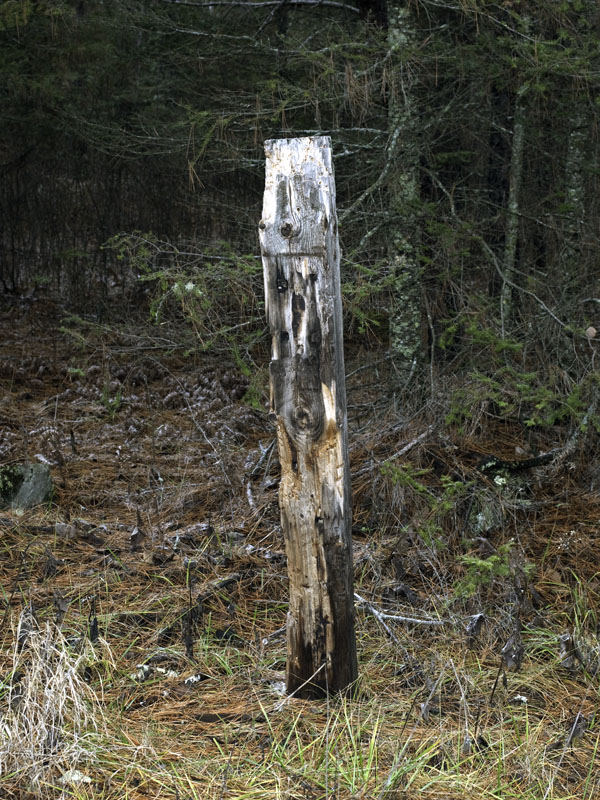 Bite marks on treated post - Nov 11, 2012