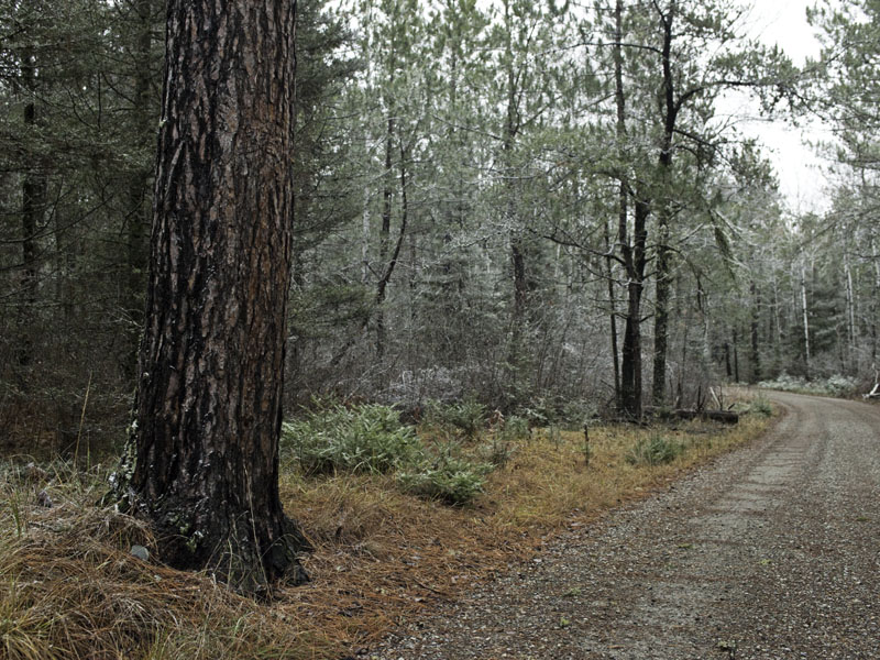 Marking tree - Nov 11, 2012
