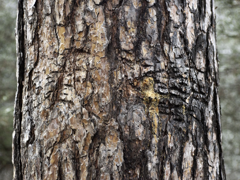 Closeup of bites on marking tree - Nov 11, 2012
