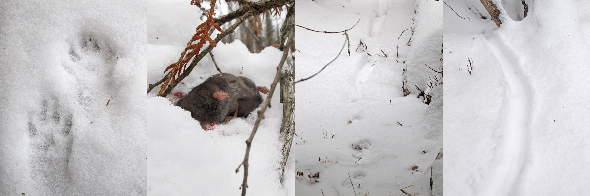 mink composite_-_20111225