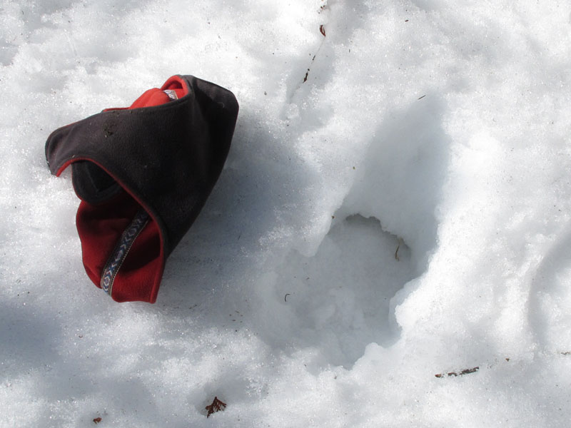 moose_and_hat_-_20110328