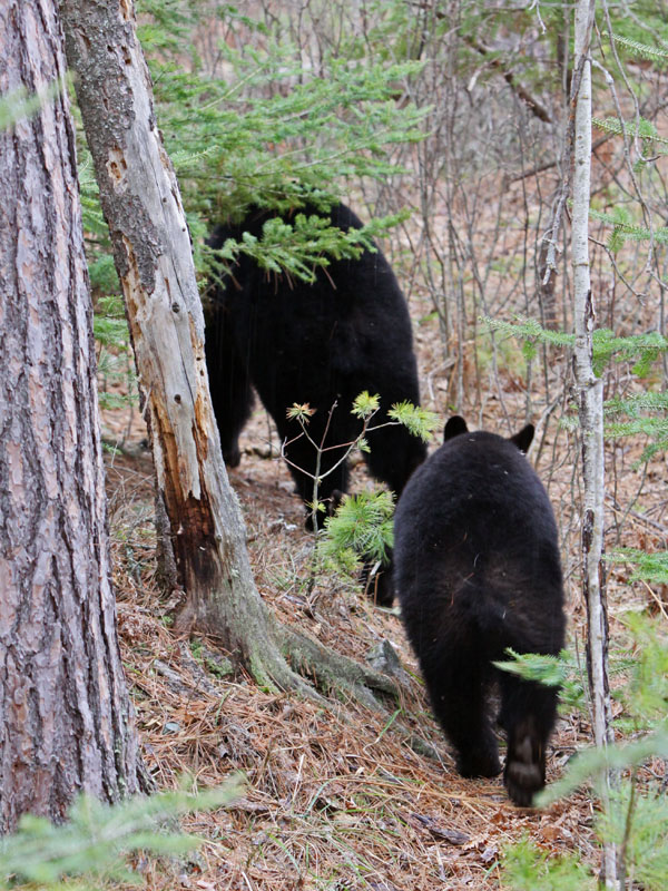 mother and yearling