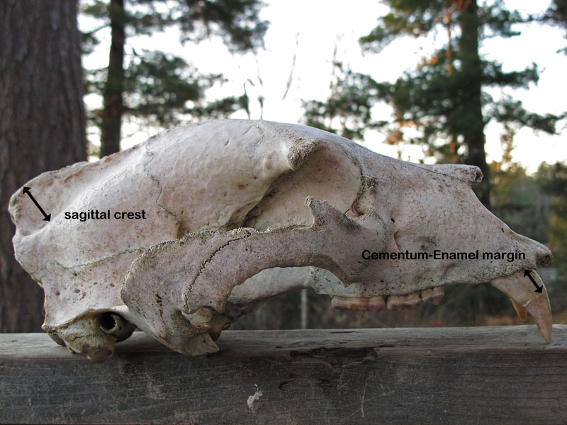 old male bear skull