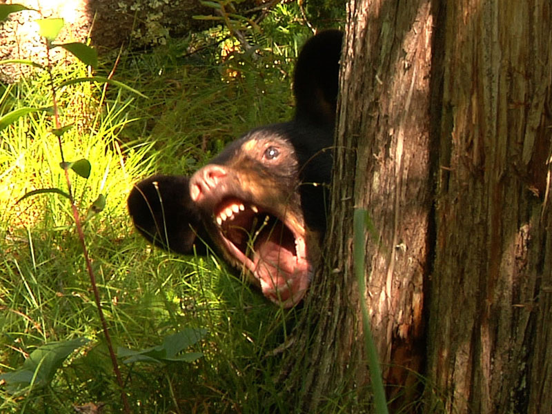 open_wide_-_20110716