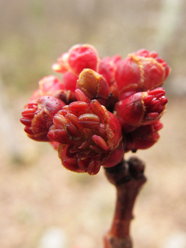 red_maple_buds_-_20110501