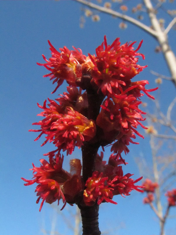Female red maple flower - March 25, 2012