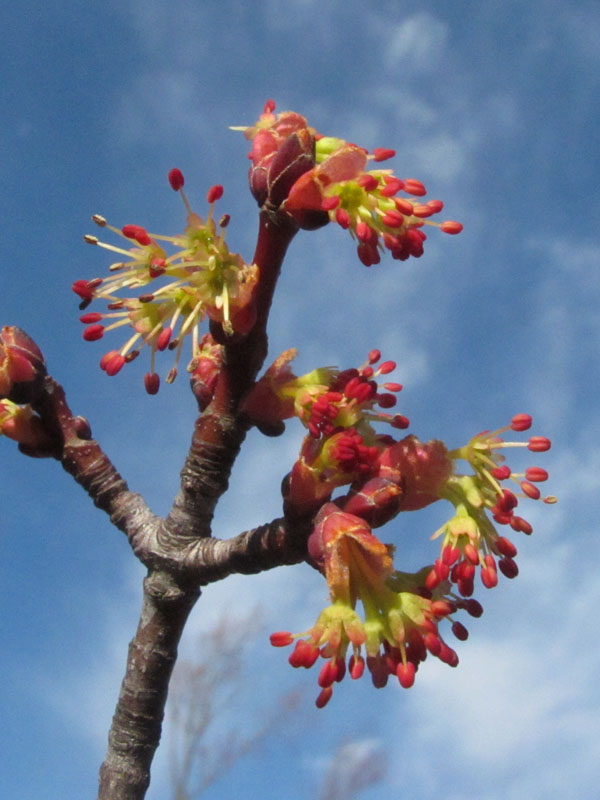 Male red maple flower - March 25, 2012