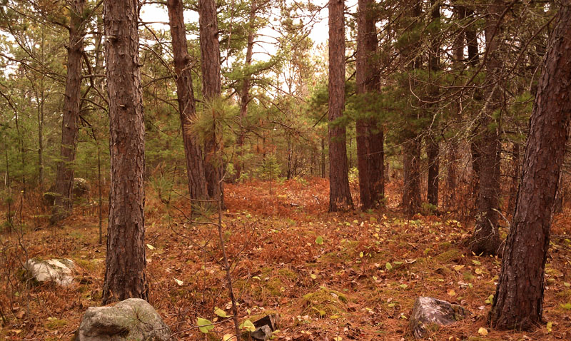 red pine_woods_-_20111012