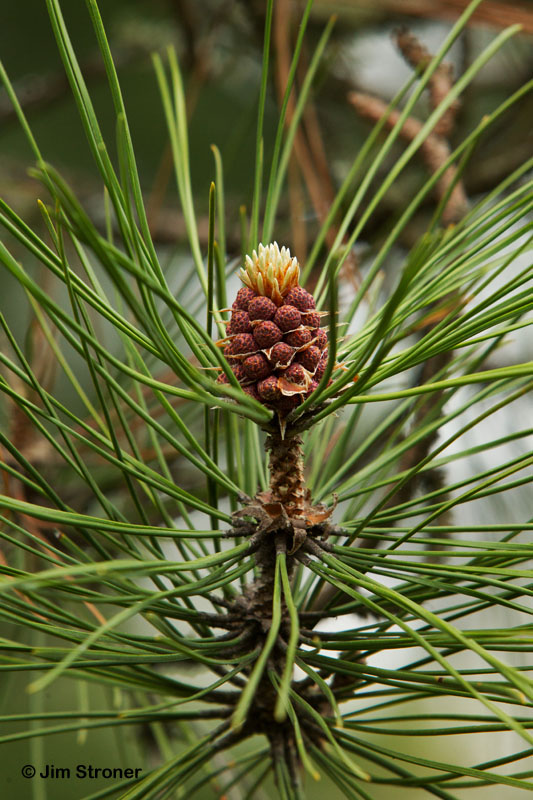 Red pine (Pinus resinosa) pollen cones - May 27, 2012