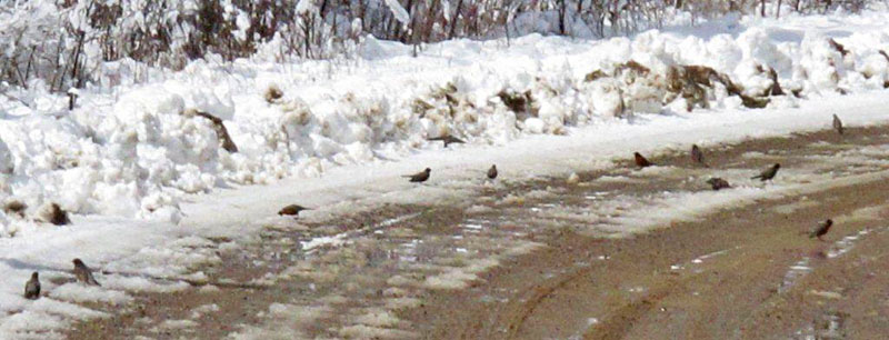 flock of Robins on the road - April 17, 2012