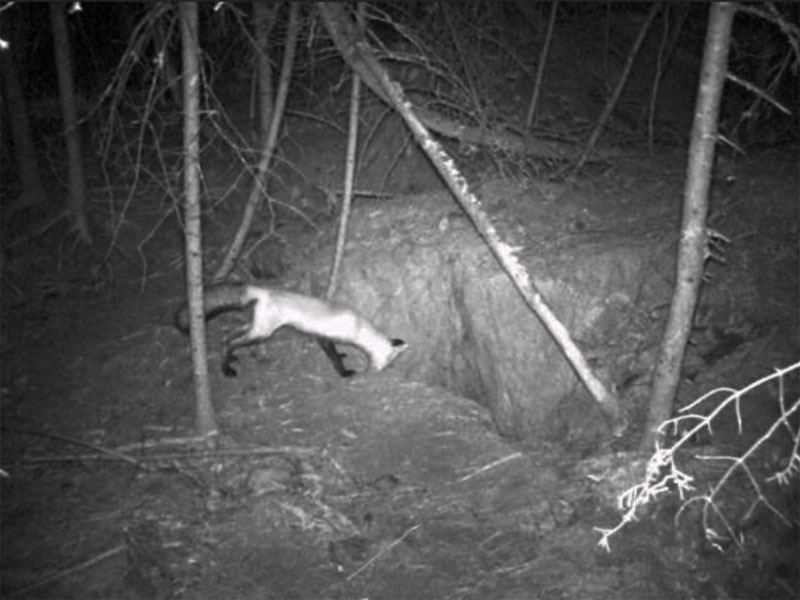 Red fox peers in Lily's den