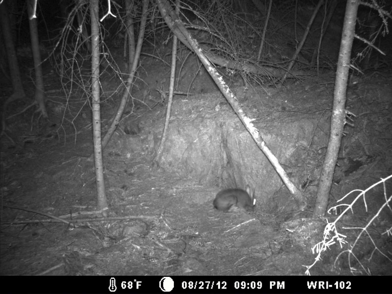 Snowshoe hare peers into den