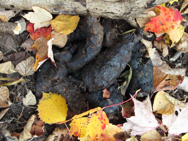 Notice the leaf stems in this scat - Oct 2, 2012