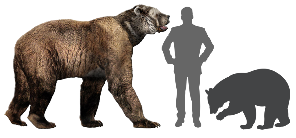 Comparison of short-faced bear with human and black bear - image created for Speakers Bureau presentation
