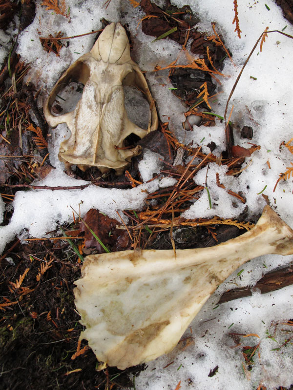 Beaver skull and deer clavicle - April 18, 2012