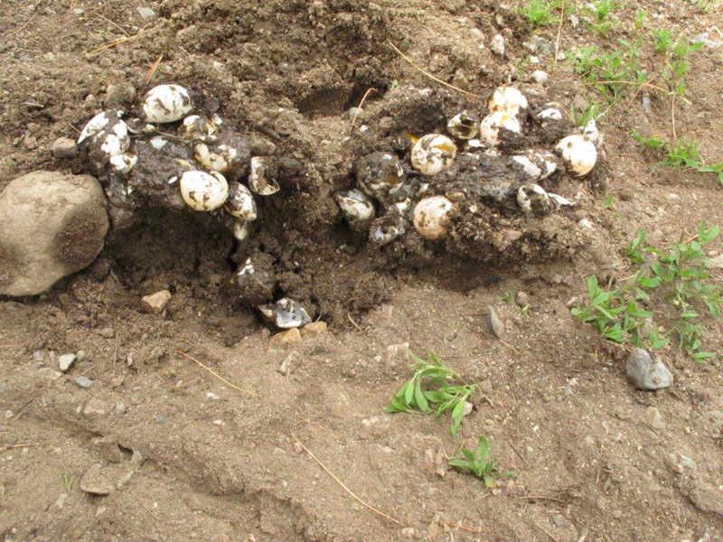 Snapping turtle dug out another turtle's eggs and laid its own in the nest! - June 8, 2012