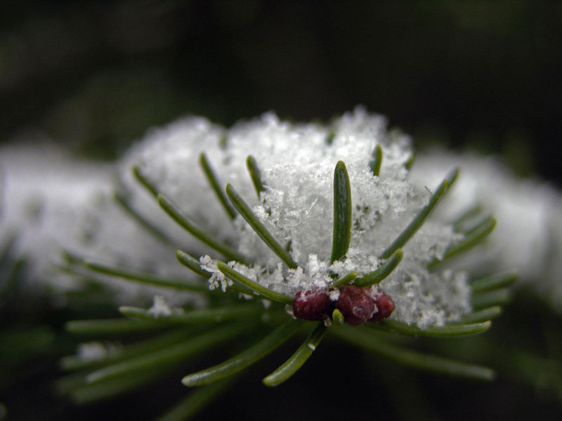 snow on balsam needles
