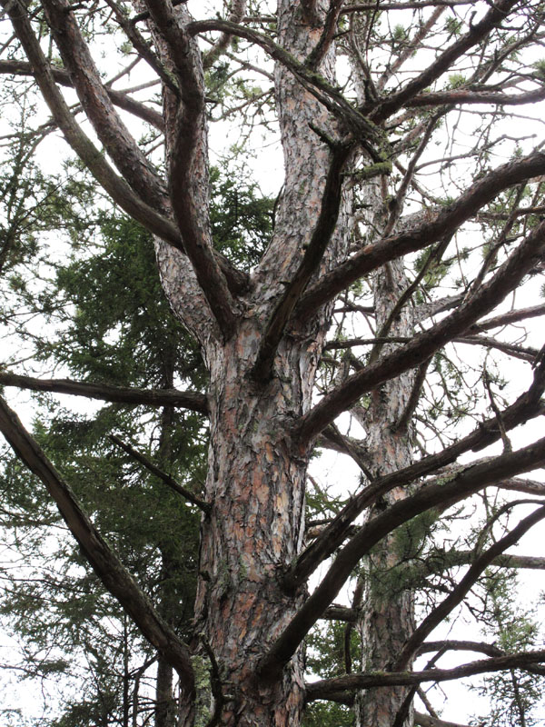 split_top_red_pine_-_20110422