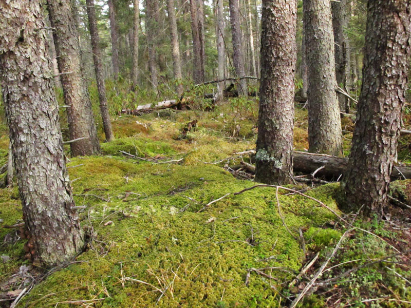 spruce swamp