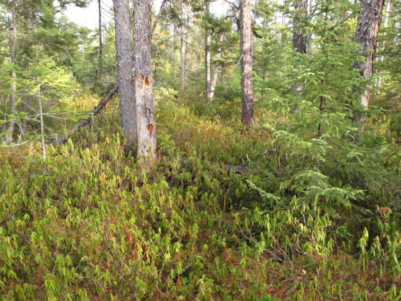 spruce swamp_2