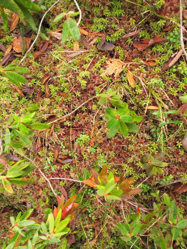 spruce swamp_3
