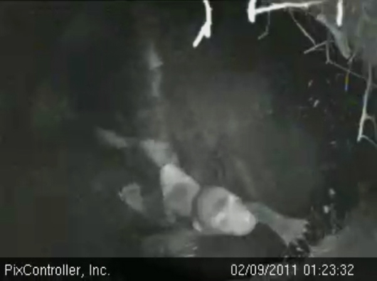 swimming_cub_-_20110209_012332