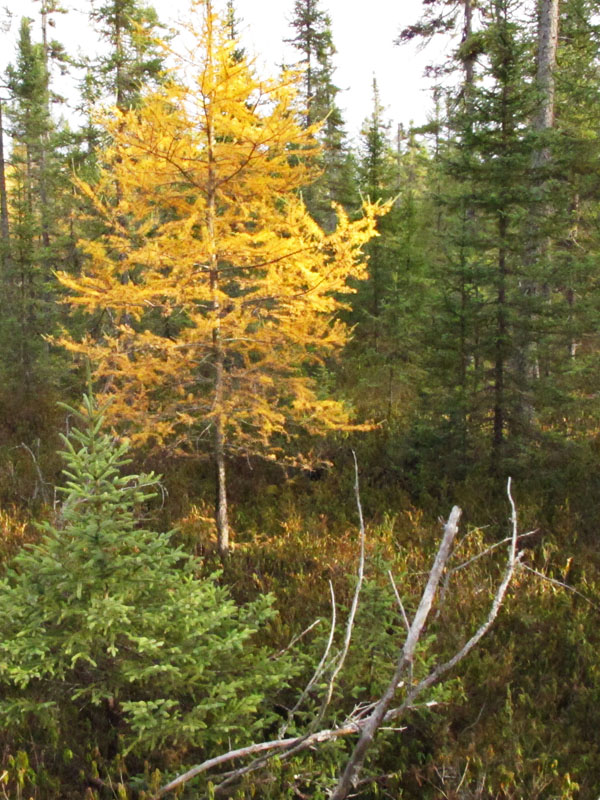 tamarack