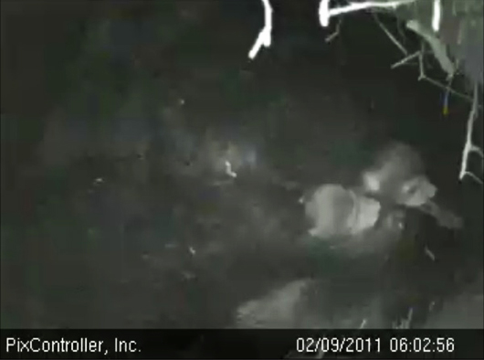 two_cubs_-_20110209_060256