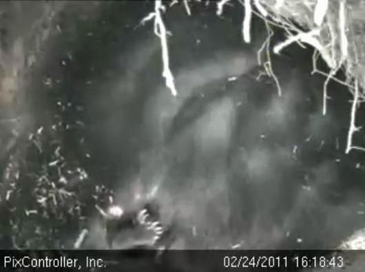 two_cubs_-_20110224_161843